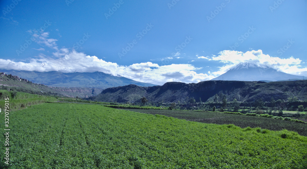 Alfalfa crops in the agricultural area of ​​the Chilina Valley, you can also see the misti volcano and the blue sky with clouds.