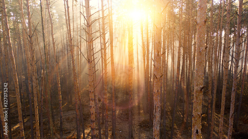 Fototapeta Naklejka Na Ścianę i Meble -  Mystical autumn pine forest with yellow fog
