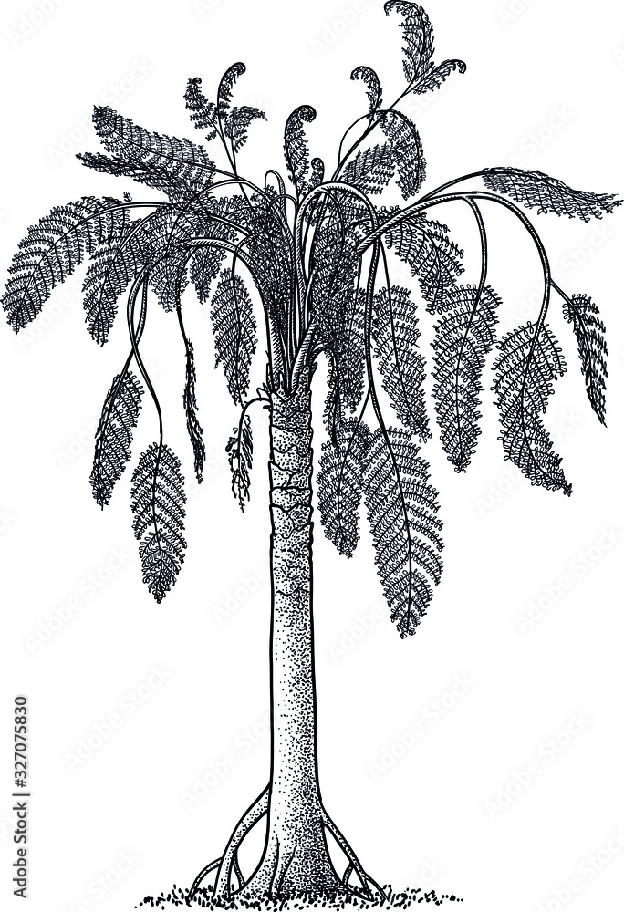 Medullosa Fern Tree Illustration Drawing Engraving Ink Line Art