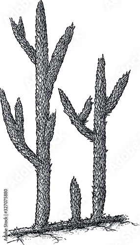 Asteroxylon illustration, drawing, engraving, ink, line art, vector