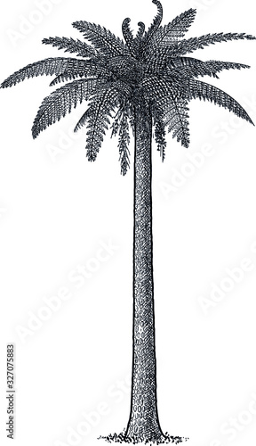 Prehistoric fern tree illustration, drawing, engraving, ink, line art, vector
