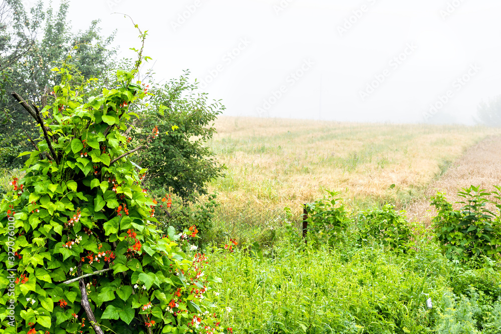 Fog weather or mist on farm field in morning with red flowers on bean plant on wooden poles trellis in Ukraine countryside during summer with nobody