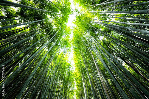 Kyoto, Japan wide angle view looking up of Arashiyama bamboo forest park pattern of many plants on spring day with green foliage color