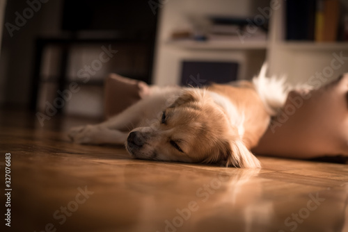 Dog sleeping in his bed