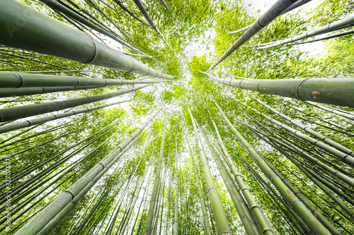 Fototapeta Naklejka Na Ścianę i Meble -  Kyoto, Japan canopy closeup wide angle view looking up of Arashiyama bamboo forest park pattern of many plants on spring day with green foliage color