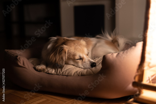 Dog sleeping in his bad