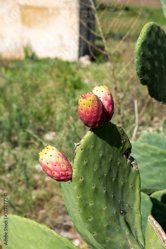 Ripe red prickly pears