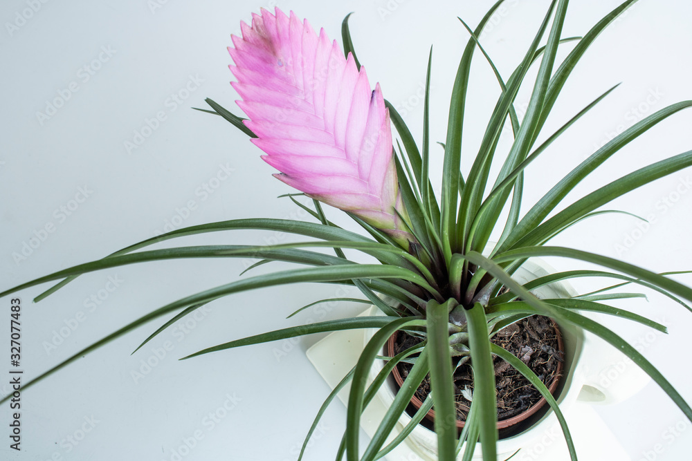 Close-up of Tillandsia Lindenii flower. Photographed in the florist shop. Close-up of Tillandsia Lindenii flower. Photographed in the florist shop.