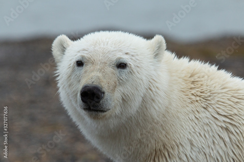 Alaska Polar Bear