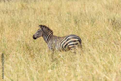 Lonely Plains zebra  Equus quagga  in a grass savanna