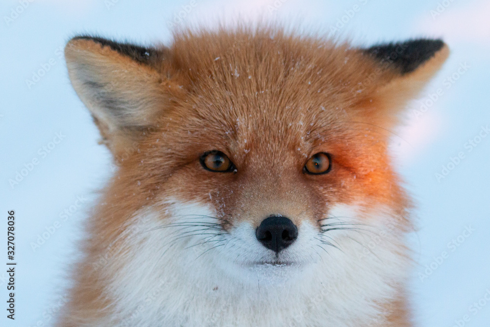 Obraz premium Red Fox in Alaska