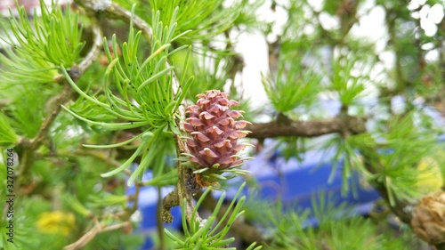 pine cone on a branch