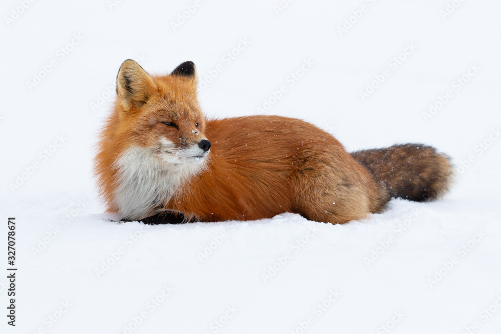 Red Fox in Snow Red Fox in Snow