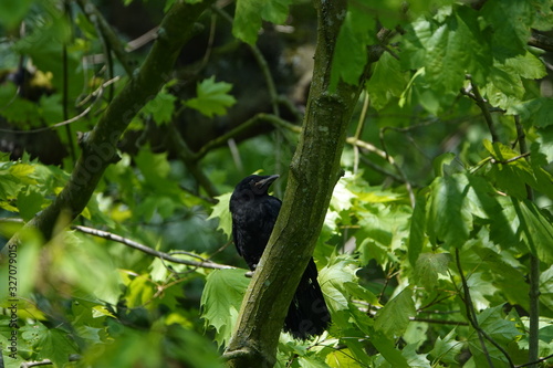 bird on a branch