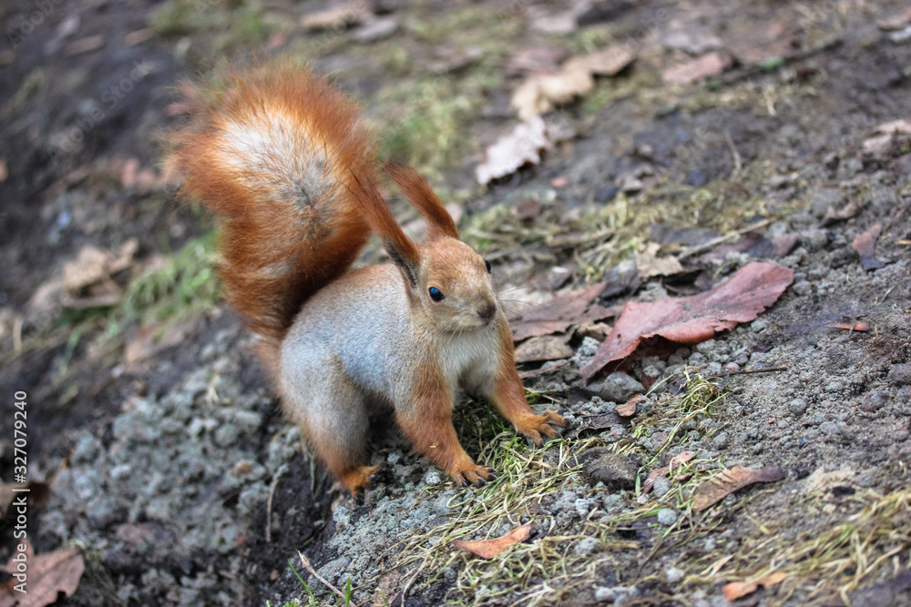 The squirrel is frolicking on the lawn in the park. The squirrel is frolicking on the lawn in the park.