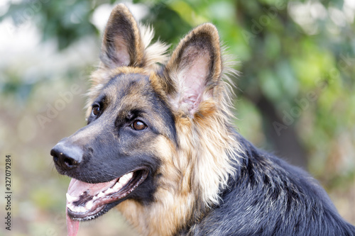 9 Months Old German Shepherd Puppy Female. Off-leash dog park in Northern California.
