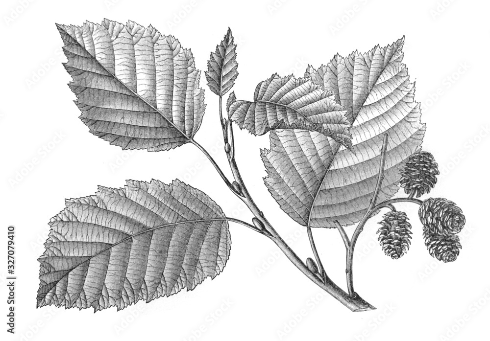 Leaves of gray alder in the old book Meyers Lexicon, vol. 5, 1897, Leipzig Leaves of gray alder in the old book Meyers Lexicon, vol. 5, 1897, Leipzig
