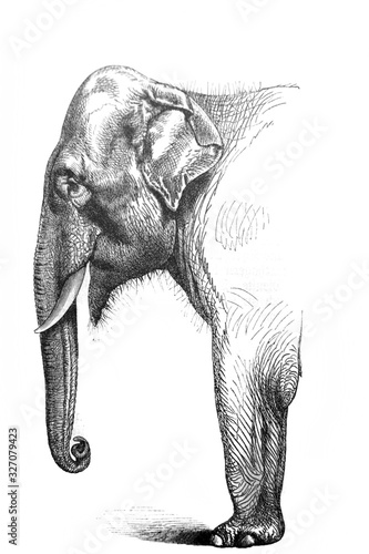 Fototapeta Naklejka Na Ścianę i Meble -  The head of Indien elephant in the old book Meyers Lexicon, vol. 5, 1897, Leipzig