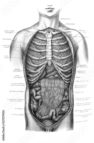 Billede på lærred Internal bodies with view of chest and intestines in the old book Meyers Lexicon, vol
