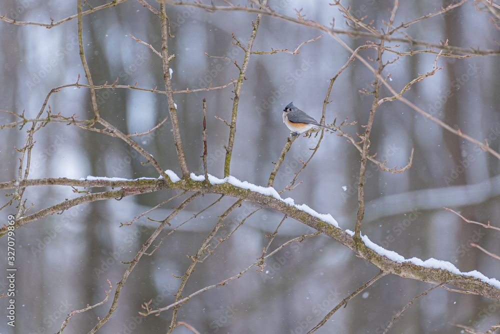 Tufted titmouse bird perched on snowy branch in forest in winter