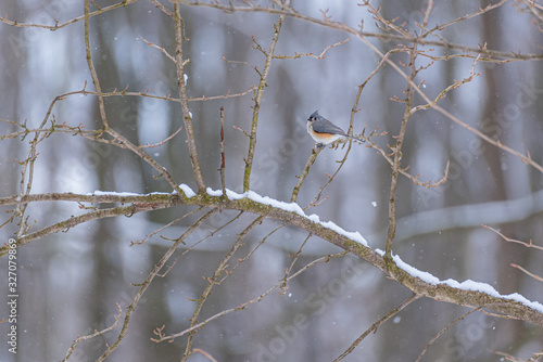 Tufted titmouse bird perched on snowy branch in forest in winter