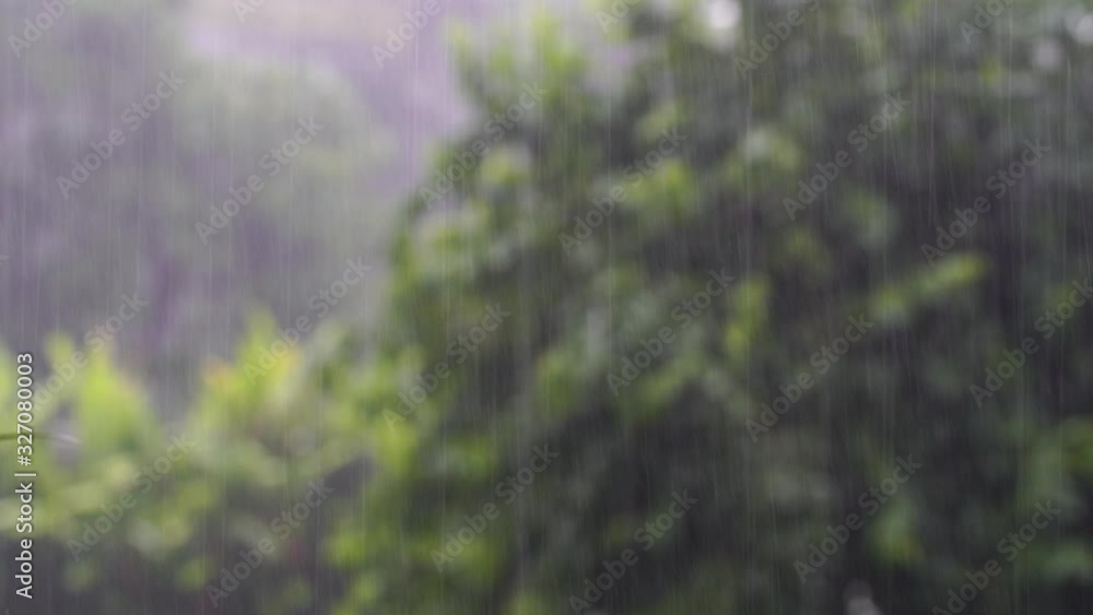 Tropical rain drops falling on the green tree leaves in garden, Tanzania, east Africa. The concept of nature and the environment Tropical rain drops falling on the green tree leaves in garden, Tanzania, east Africa. The concept of nature and the environment