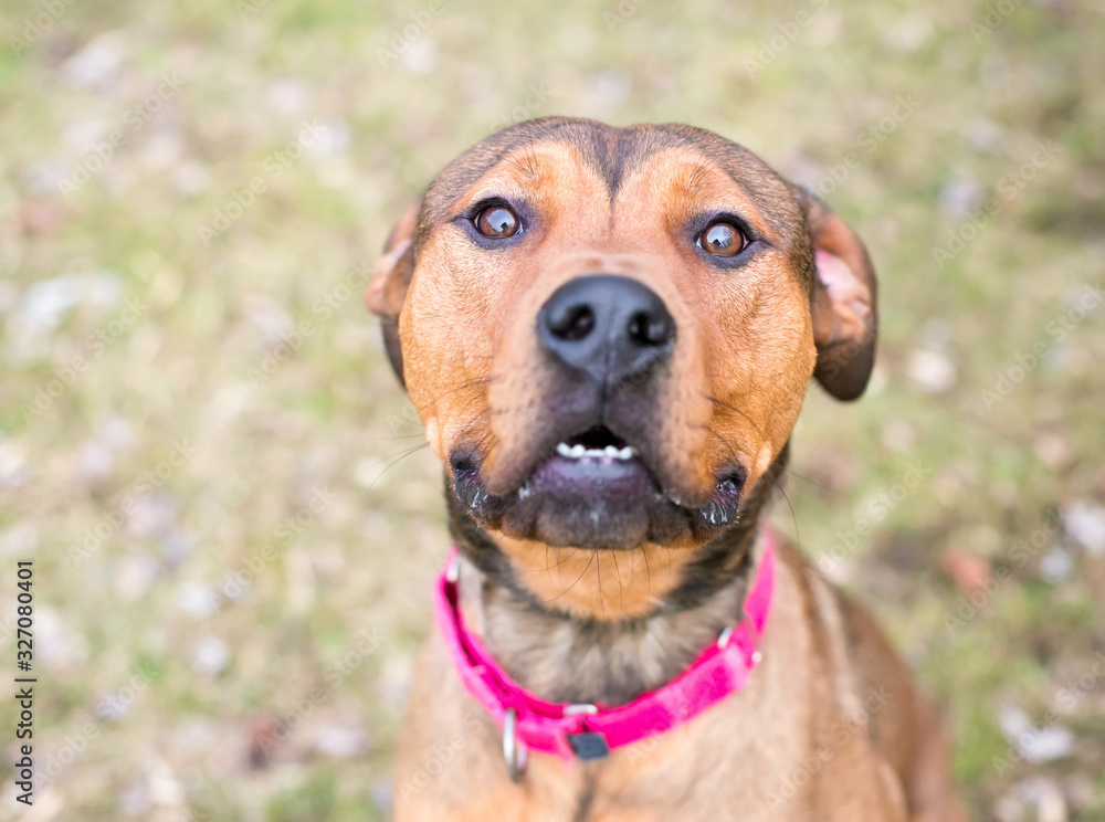A Shepherd x Terrier mixed breed dog wearing a red collar looking up at the camera A Shepherd x Terrier mixed breed dog wearing a red collar looking up at the camera