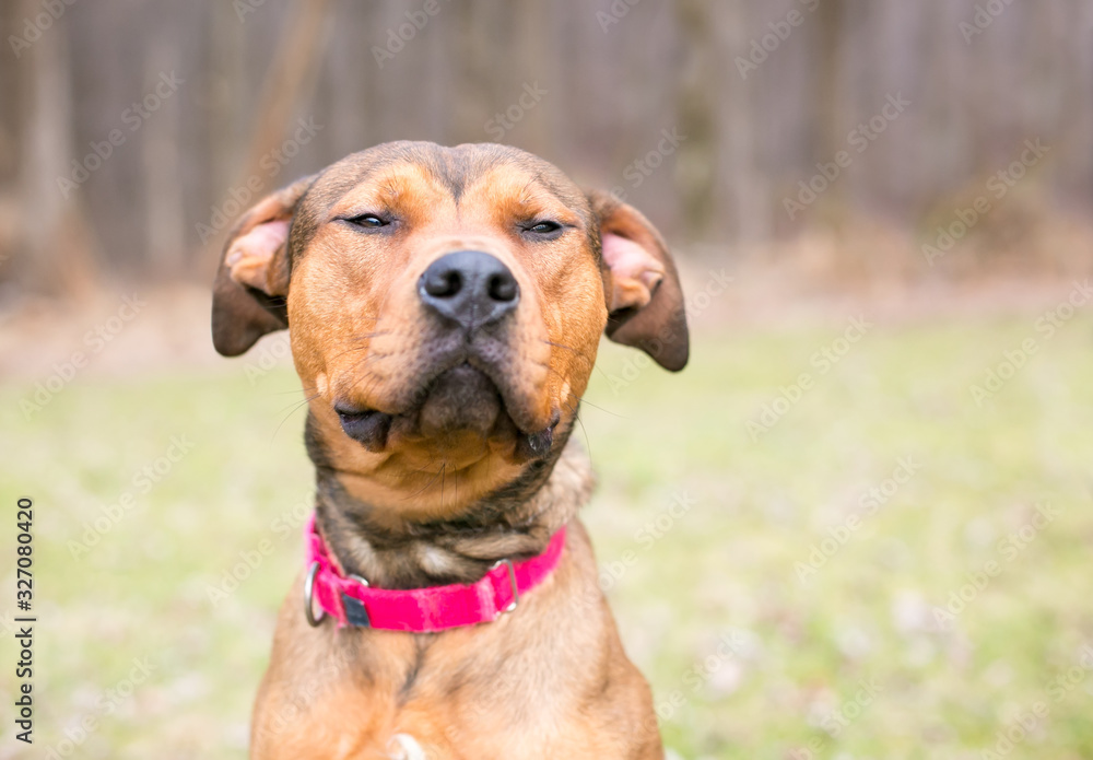 A Shepherd x Terrier mixed breed dog with its eyes closed in a bored or sleepy expression
