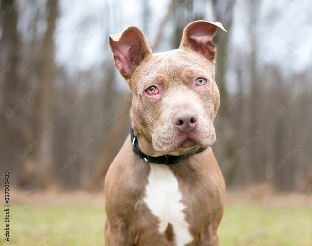 A Pit Bull Terrier mixed breed dog with nictitans gland prolapse or 