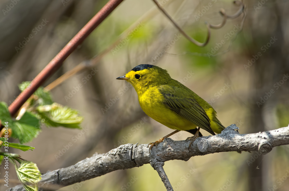 Wilsons warbler on branch. It is uncommon in extensive brushy woods with dense understory near water willows or alders. It is greenish above and yellow below.  The male has a black crown patch.