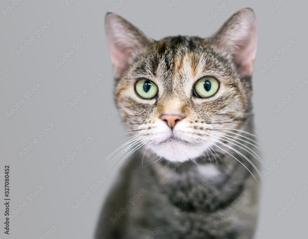 A mackerel tabby domestic shorthair cat with light green eyes
