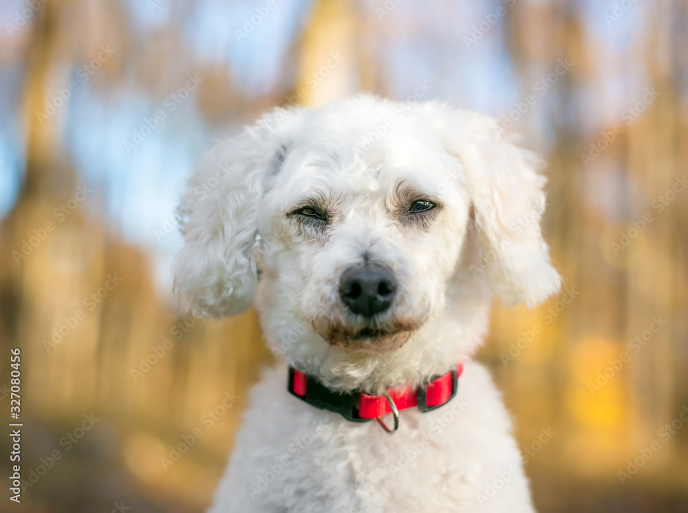 A white Miniature Poodle mixed breed dog squinting its eyes with a bored or sleepy expression.