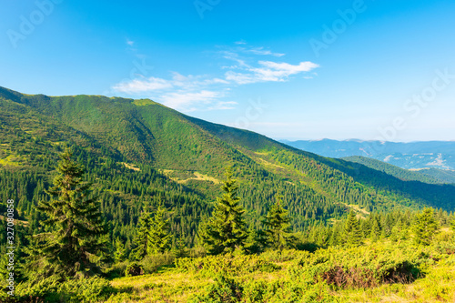 Fototapeta Naklejka Na Ścianę i Meble -  mountain scenery in the morning. coniferous trees on forested hillside with grassy slopes. stunning sunny weather with cloudless sky. svydovets ridge in the distance