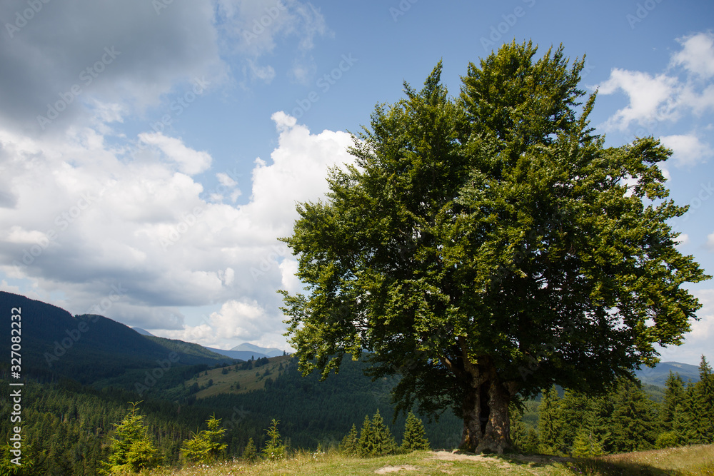 Carpathian landscape. Hiking. Rural landscape in Carpatians, Mount Kostrycha, Ukraine. Coniferous forest and beautiful sky above mountains. Panorama of mountains from under the Beech tree