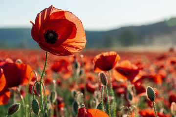 Papier peint photo Coquelicots Bouton de coquelicot rouge épanoui  © Pellinni