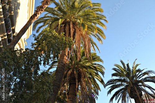 Palm trees in las vegas