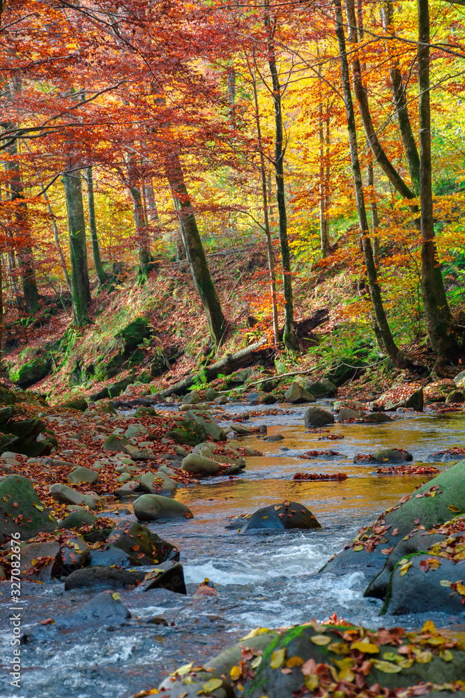 forest river in autumn. rapid water flow among the trees and mossy rocks on a sunny day. foliage in fall colors. beautiful nature scenery forest river in autumn. rapid water flow among the trees and mossy rocks on a sunny day. foliage in fall colors. beautiful nature scenery