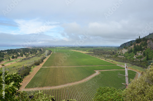 Panoramic view of a vineyard in Malborough, New Zealand