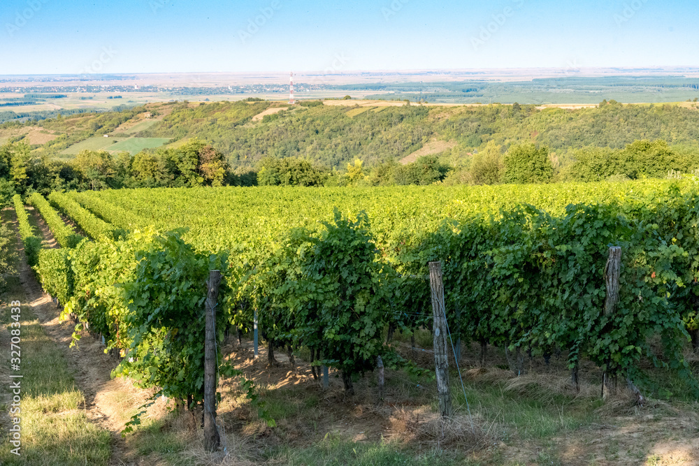 Naklejka premium vineyard