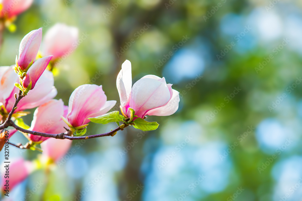 Obraz premium Blooming magnolia on a branch. Beautiful pink spring flower on a tree branch, banner postcard.