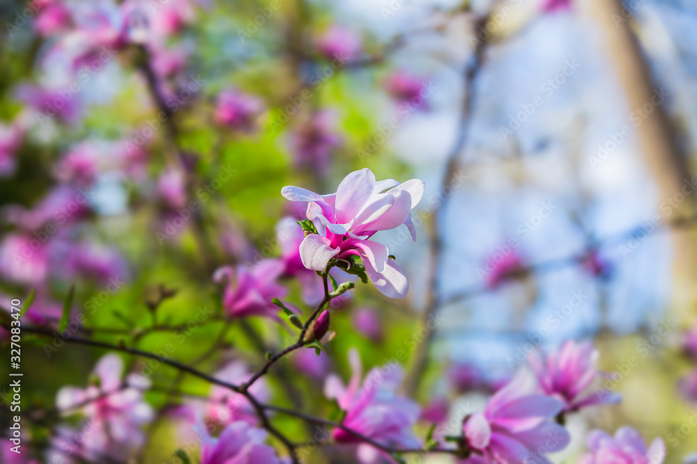 Blooming magnolia on a branch. Beautiful pink spring flower on a tree branch, banner postcard. Blooming magnolia on a branch. Beautiful pink spring flower on a tree branch, banner postcard.