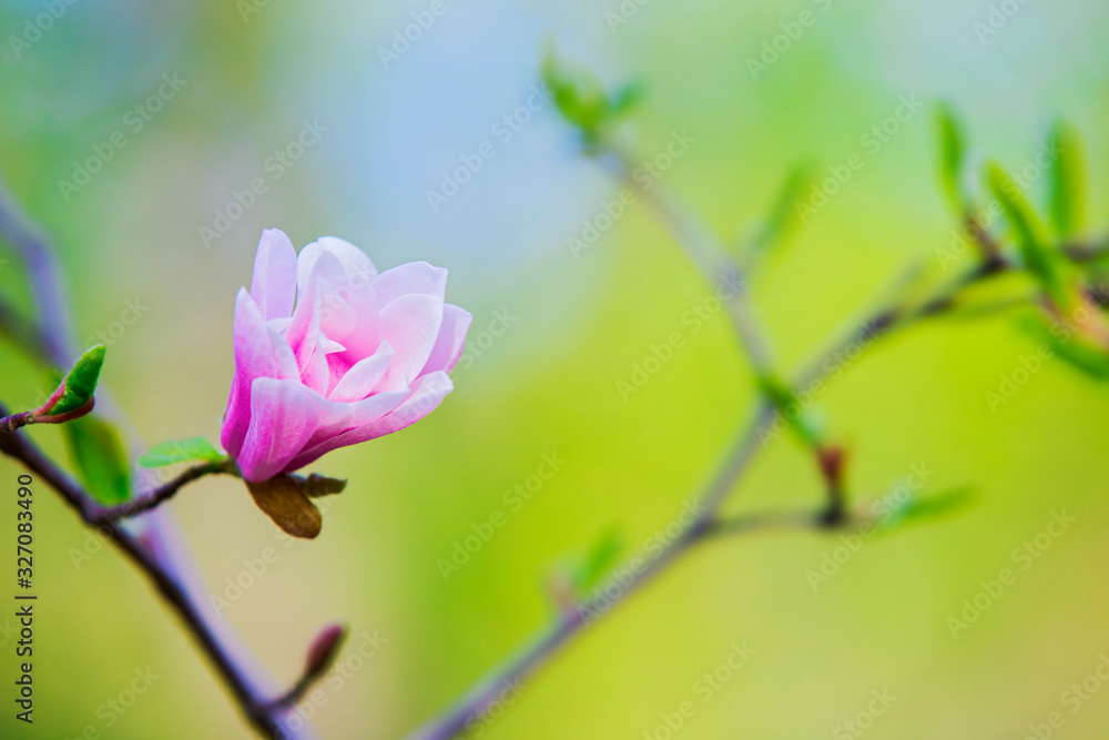 Blooming magnolia on a branch. Beautiful pink spring flower on a tree branch, banner postcard. Blooming magnolia on a branch. Beautiful pink spring flower on a tree branch, banner postcard.