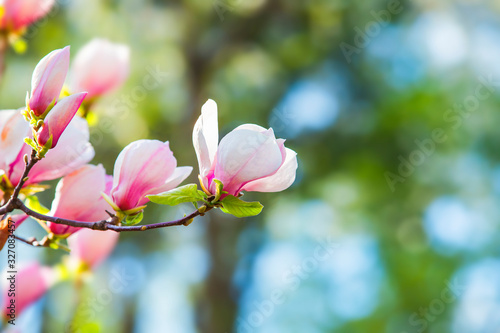 Blooming magnolia on a branch. Beautiful pink spring flower on a tree branch, banner postcard. © Olha