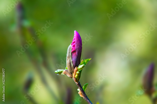 Blooming magnolia on a branch. Beautiful pink spring flower on a tree branch, banner postcard.