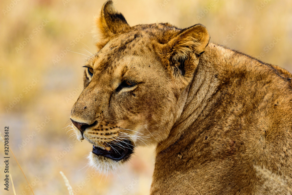 Naklejka premium Head of a Lioness (Panthera leo) in the Tarangire National Park
