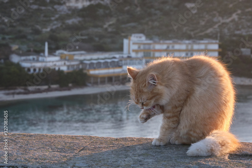 Feline colony during sunup on calamosca beach from capo sant'Elia lighthouse photo