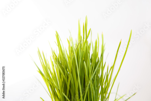 Green young fresh grass on white background. Spring mood. Easter objects