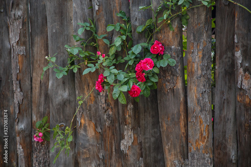 Bush of red roses on a wooden fence. Old garden