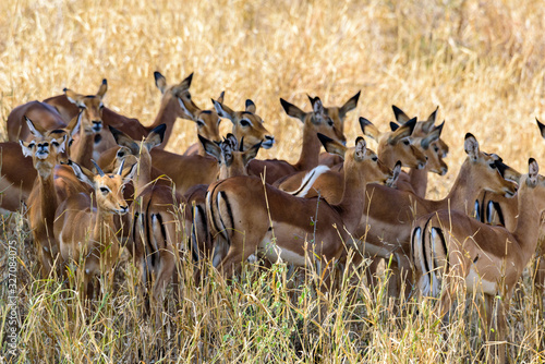 A herd of Impalas (Aepyceros melampus) in the shadow of a tree, Tarangire NP