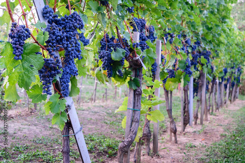 grapes in vineyard